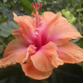 Hibiscus waimae