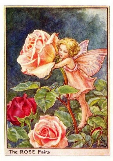 The rose fairy - Fata della rosa