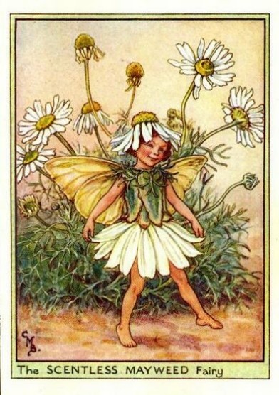 The scentless mayweed fairy - Fata della camomilla; Cicely Mary Barker