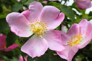 Rosa canina - specie di rosa spontanea, molto comune in Italia