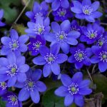 Hepatica nobilis: descrizione, curiosità e linguaggio dei fiori