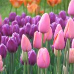 Tulipano: linguaggio dei fiori, storia e descrizione
