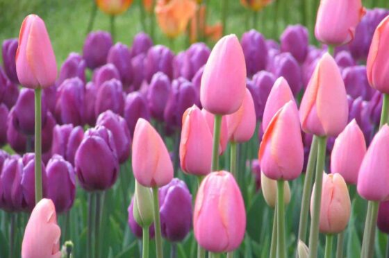 Tulipano: linguaggio dei fiori, storia e descrizione